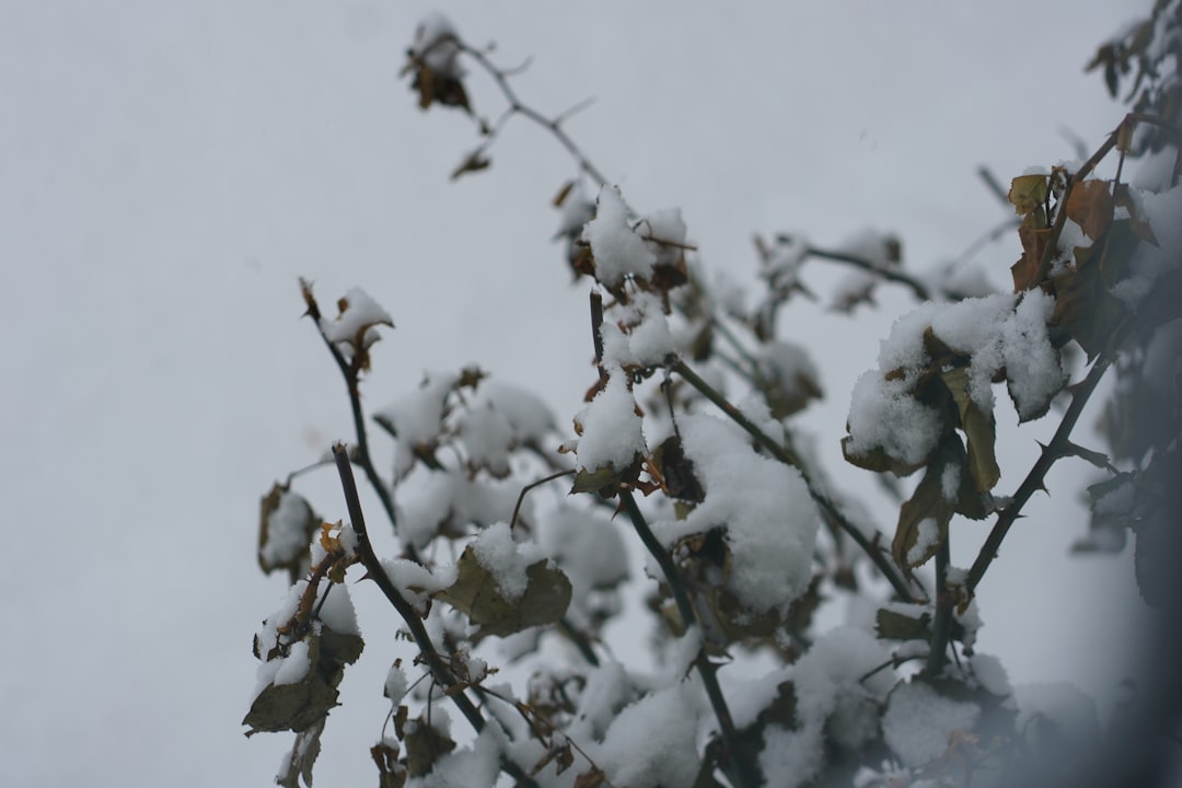 Leilinde snoeien voor een mooie en gezonde boom