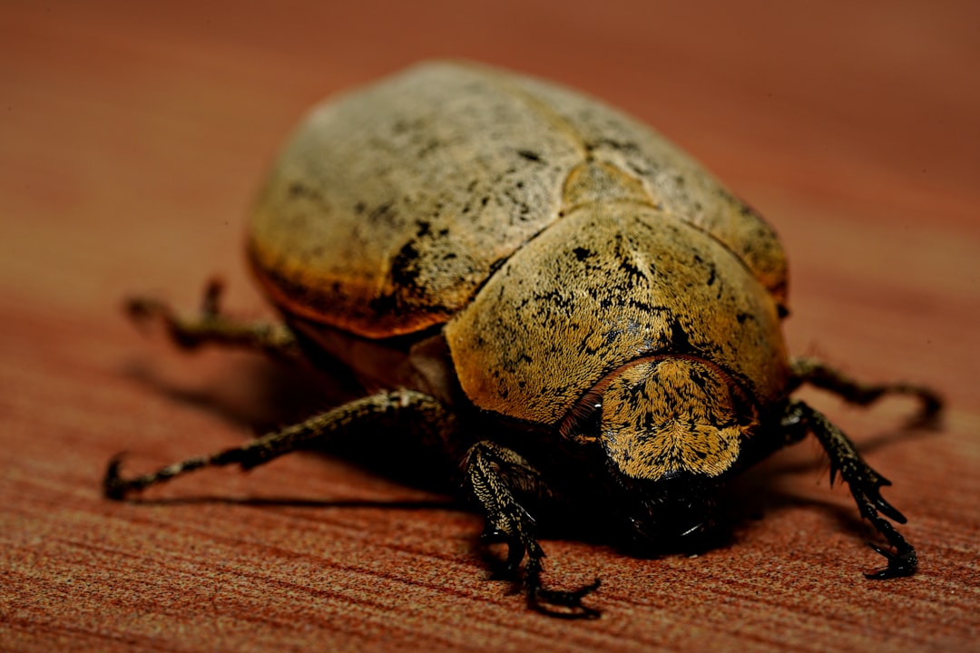 Zo herken je de bruine kever in huis en wat je eraan kunt doen
